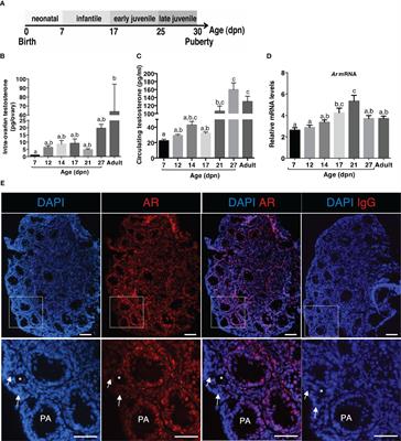 Androgen receptor signaling regulates follicular growth and steroidogenesis in interaction with gonadotropins in the ovary during mini-puberty in mice